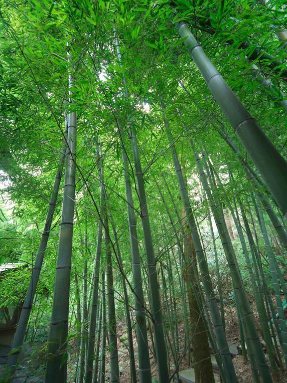 Hakone Tokinoshizuku Ξενοδοχείο Εξωτερικό φωτογραφία Bamboo forest